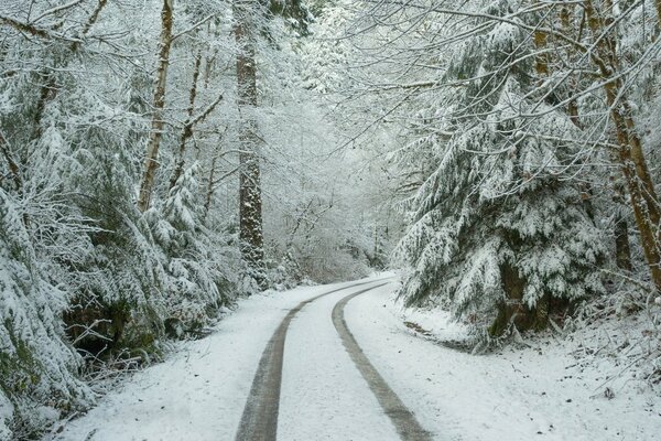 Ruhige Straße im verschneiten Wald