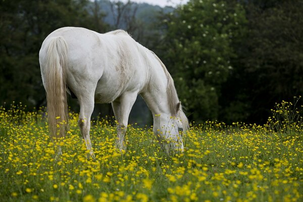 Biały koń pasący się latem na łące