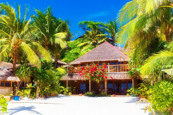 Houses in palm trees and flowers on the beach and blue sky