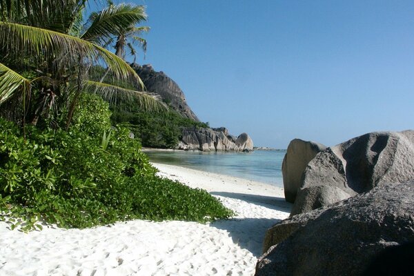 Beautiful tropical beach. Green palm trees on white sand