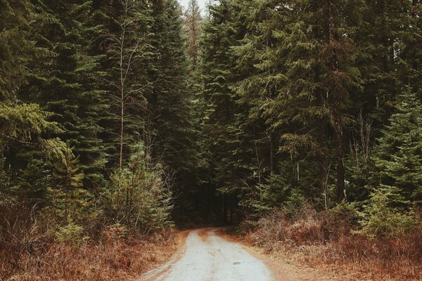 A long road into the thick of the forest