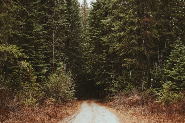 Un largo camino en medio del bosque