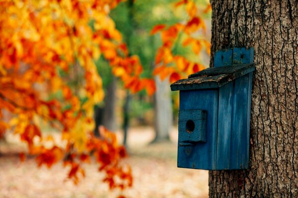 Cuidado de las aves. Belleza del otoño