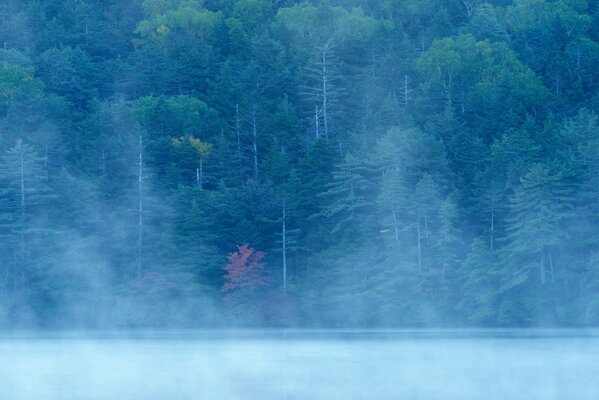 Bosque de niebla, lago en la niebla, río en el bosque