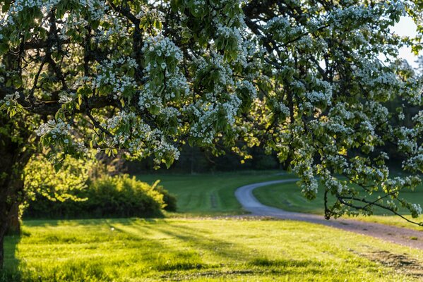 Frühlingsblüte unter den Bäumen