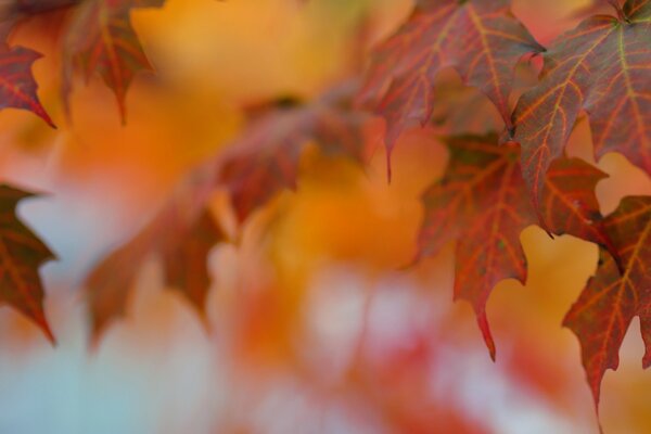 Fotografía macro de hojas en otoño