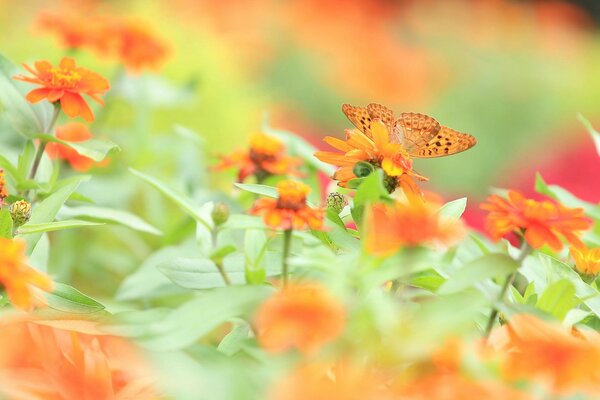 Schöner Schmetterling in orangefarbenen Farben