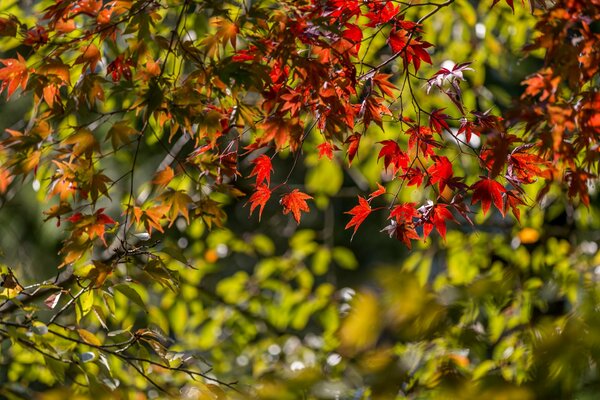 Autumn maple, maple leaves, tree