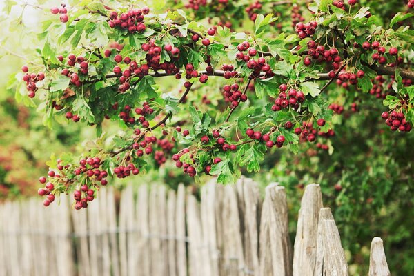 Beautiful red berries. Shrubs with red berries. Wooden fence