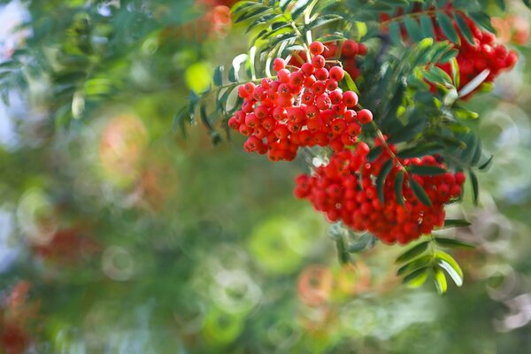 Saftige Beeren der Eberesche auf einem Zweig