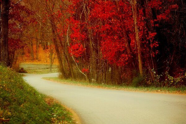 Las hojas rojas de los árboles y el camino al bosque