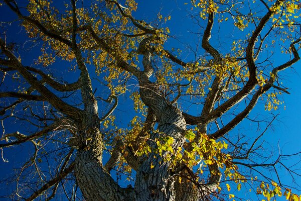 Arbre d automne avec des feuilles jaunes angle inhabituel