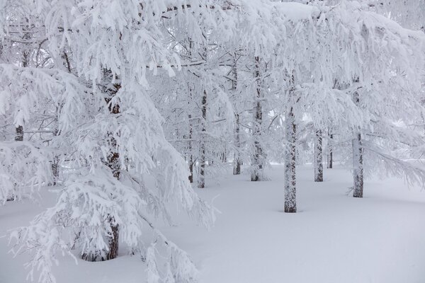 Beautiful frost in the winter forest