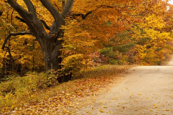 Automne jaune, automne ébréché, route dans le feuillage, nature dorée