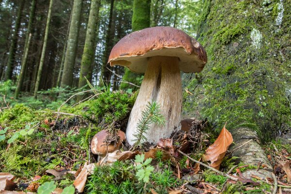 Weißer Pilz im Moos am Baum. Herbstwald