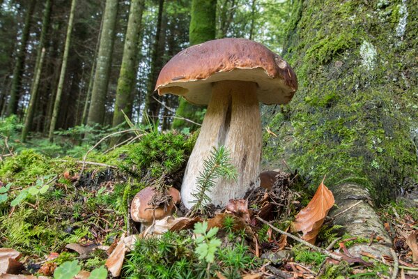 Белый гриб во мху у дерева. Осенний лес
