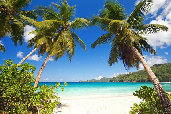 Playa tropical con palmeras en verano
