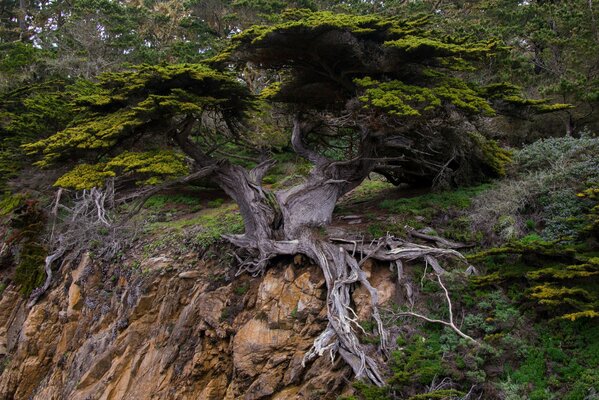 Stare kręte drzewo przylega haczykowatymi korzeniami do kamiennej obrwy