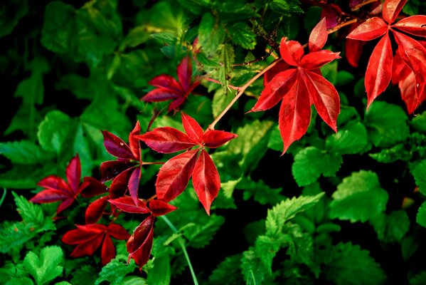 A branch of red leaves on a green background