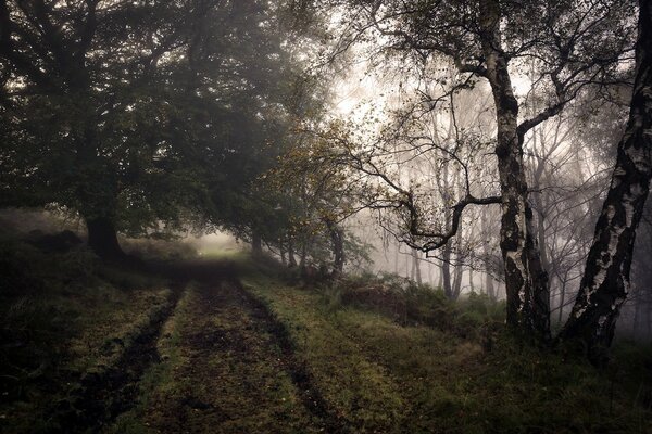 Route d automne dans la forêt de feuillus