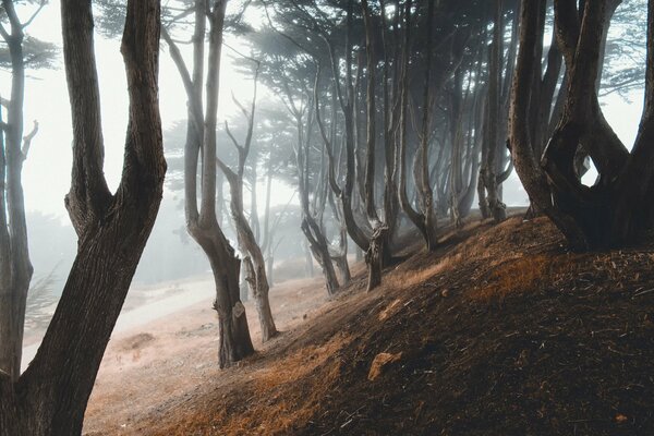 Drzewa na wzgórzu zanurzone w mgle