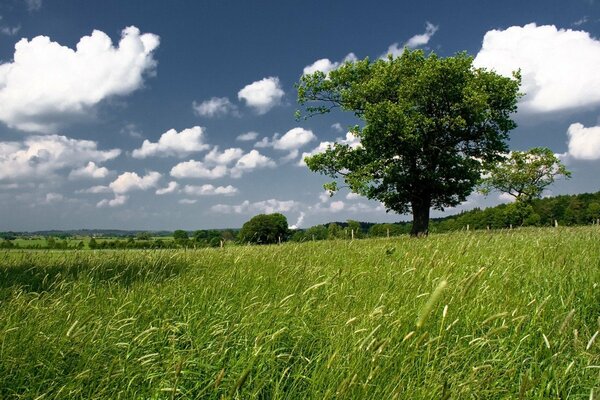 Un campo verde, bellissime Nuvole e un albero solitario