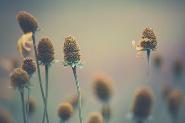 Bellissimi fiori in riprese macro