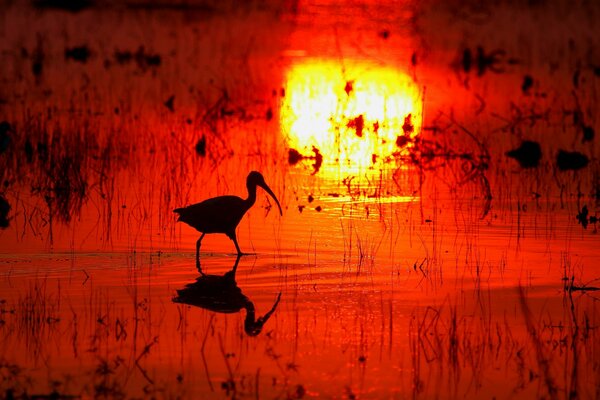 Reflexion der untergehenden Sonne und Silhouette eines Vogels