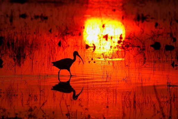 Riflesso del sole al tramonto e sagoma dell uccello