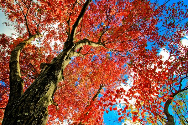 Red leaves, tree, autumn crown