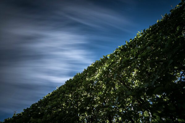 Haie de branches sur fond de ciel