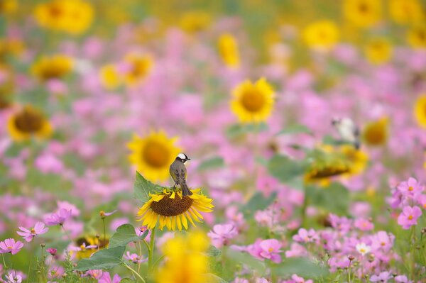 Toccando e girasole nel prato