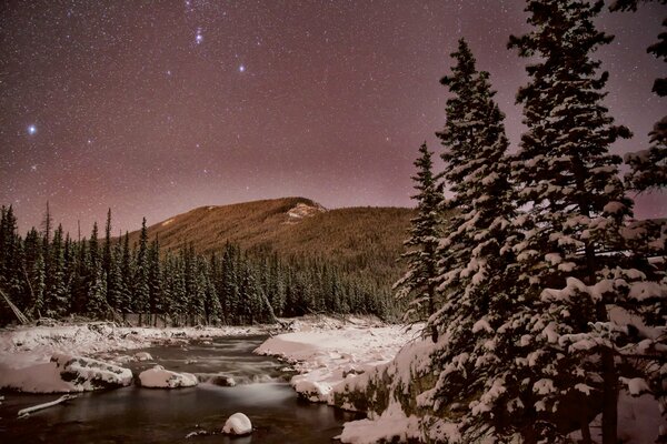 Foresta invernale notturna con stelle