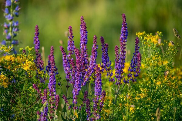 Fiori di salvia nel prato in estate