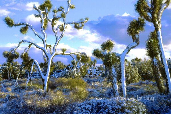 Árboles con troncos blancos bajo el cielo con nubes