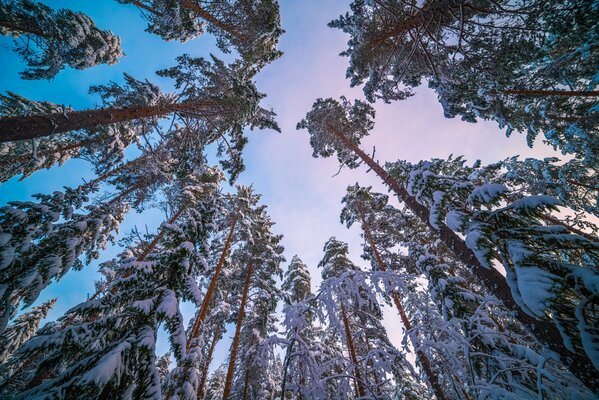 Sacrement hivernal de la forêt enneigée