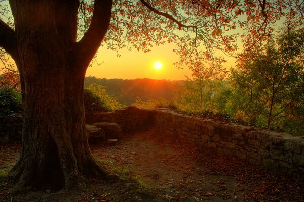 Árbol de otoño en los últimos rayos del sol