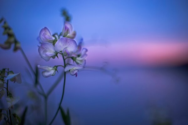 Eine zarte Blume im Sonnenuntergang des Himmels