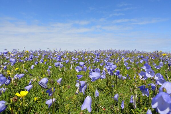 Blumen in Form von Glocken wachsen auf der Wiese