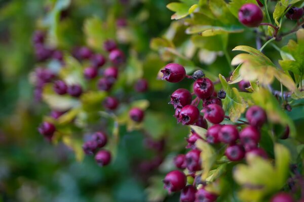 Helle Beeren mit Laub