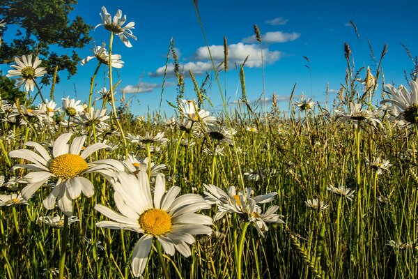 Summer, chamomile field and blue sky