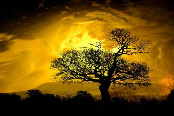 Albero sullo sfondo di un tramonto mozzafiato