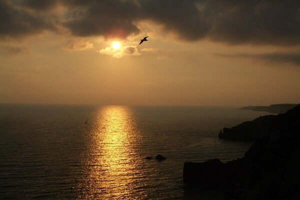 Möwe, die bei Sonnenuntergang über dem Meer fliegt