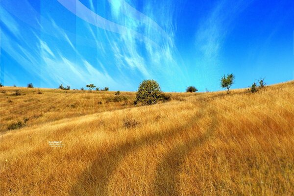 Campo amarillo brillante y cielo azul