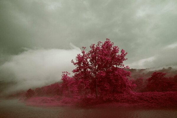 Mahagoni, seltener Baum, Nebel, Baum im Nebel