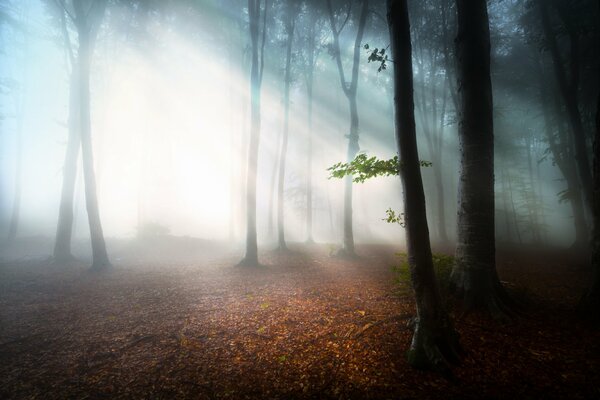 Promienie słońca w porannym lesie we mgle