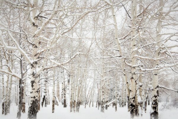 Winterwald. Espen im Schnee