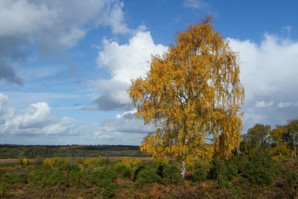 Einsame Baumlandschaft im Herbstlaub