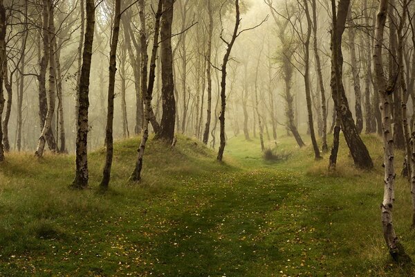 Autumn mysterious forest in the fog