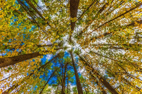 Tall trees in yellow trees